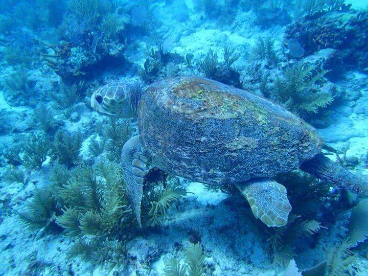 Tortues