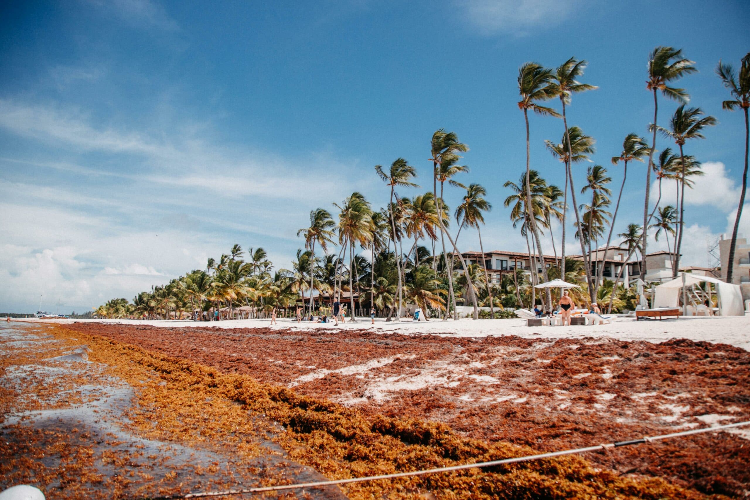 Les sargasses dans la Riviera Maya et Playa del Carmen